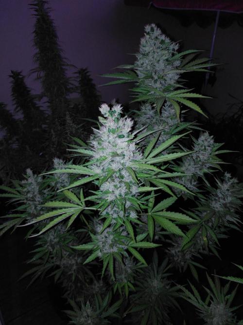 Mazar Afghani#1 - Libanaise Sinaï. Week 12