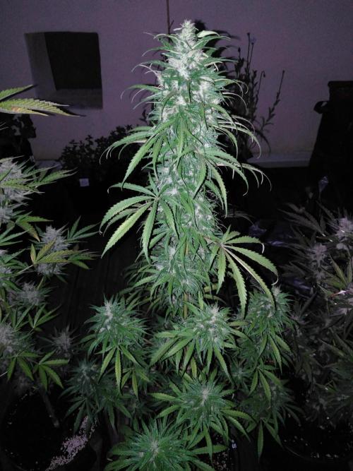 Mazar Afghani#1 - Libanaise Sinaï. Week 12 - Sinaï