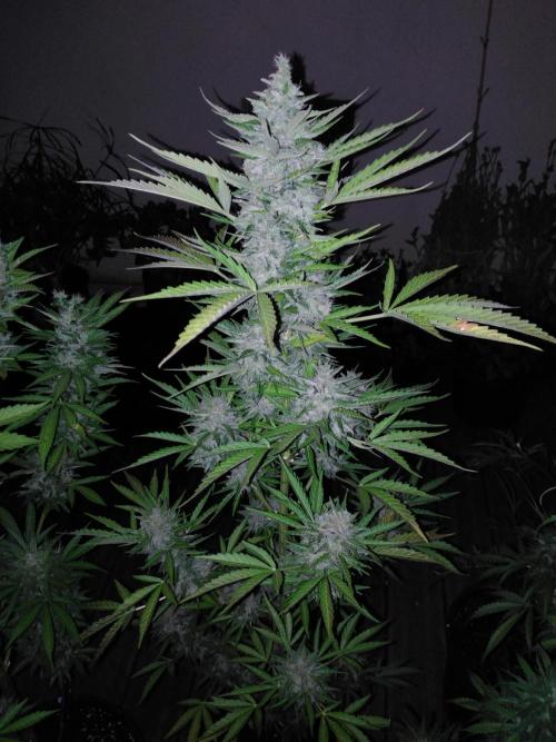 Mazar Afghani#1 - Libanaise Sinaï. Week 12 - Mazar