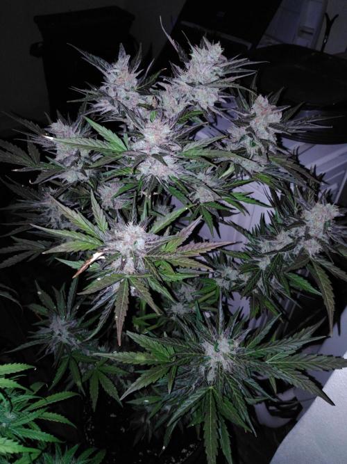 Mazar Afghani#1 - Libanaise Sinaï. Week 12 - Mazar
