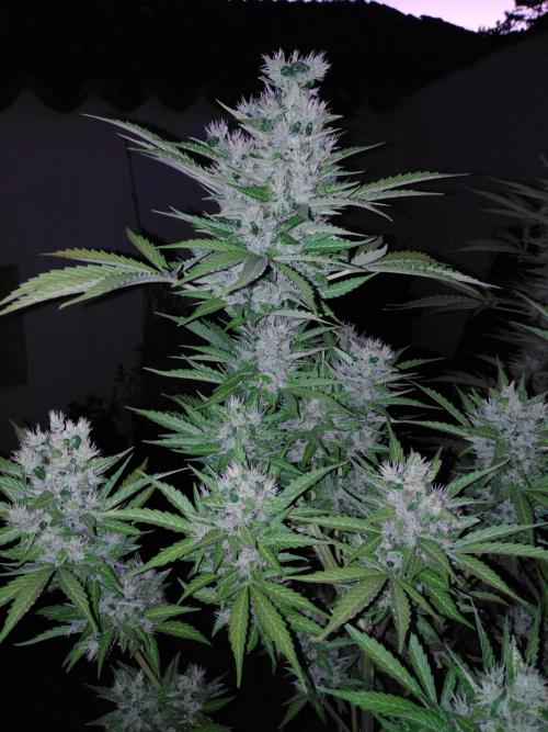 Mazar Afghani#1 - Libanaise Sinaï. Week 12