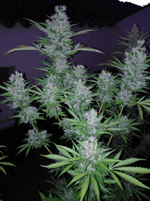 Mazar Afghani#1 - Libanaise Sinaï. Week 12