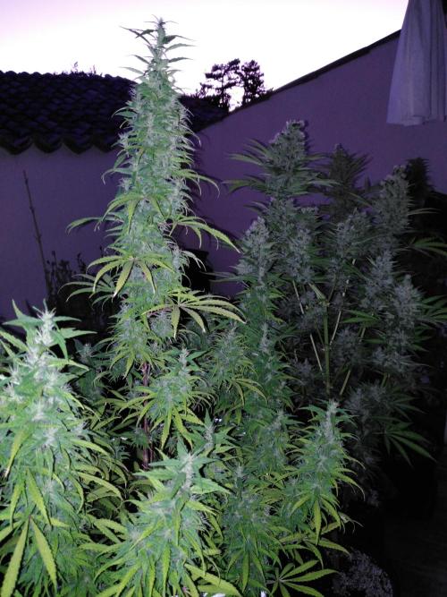Mazar Afghani#1 - Libanaise Sinaï. Week 12