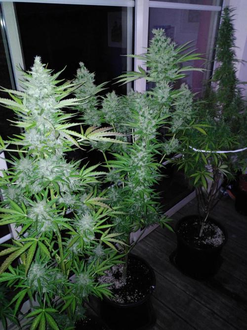 Mazar Afghani#1 - Libanaise Sinaï. Week 12