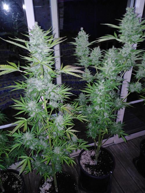 Mazar Afghani#1 - Libanaise Sinaï. Week 12