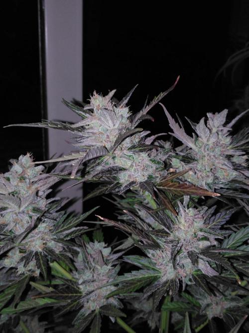 Mazar Afghani#1 - Libanaise Sinaï. Week 12