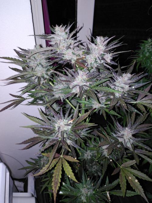 Mazar Afghani#1 - Libanaise Sinaï. Week 12