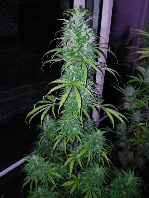 Mazar Afghani#1 - Libanaise Sinaï. Week 12