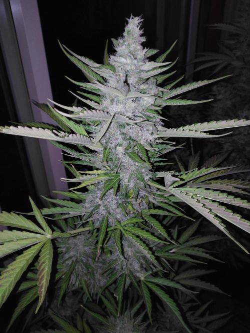 Mazar Afghani#1 - Libanaise Sinaï. Week 12