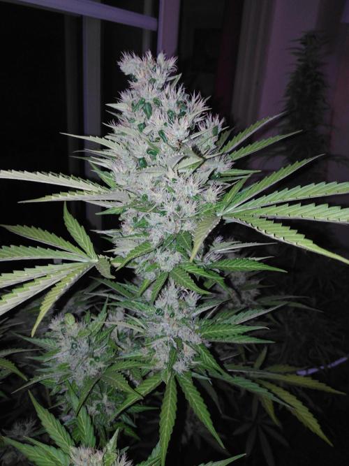 Mazar Afghani#1 - Libanaise Sinaï. Week 12