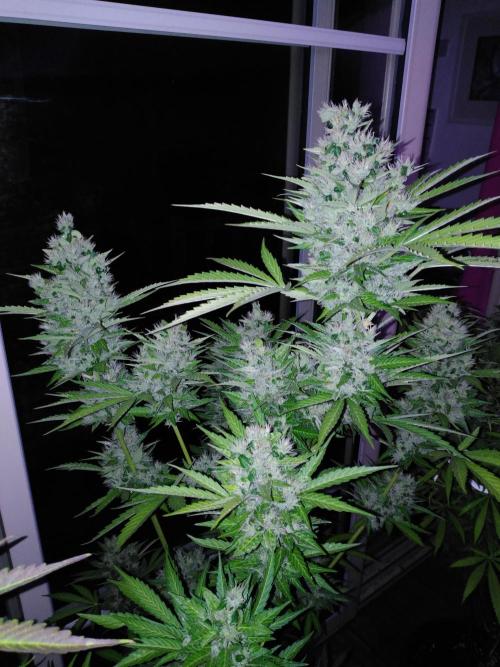 Mazar Afghani#1 - Libanaise Sinaï. Week 12 - Afghani