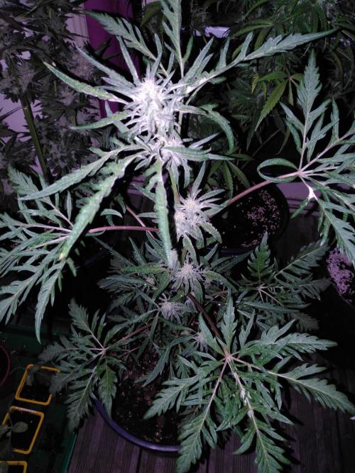 Mazar Afghani#1 - Libanaise Sinaï. Week 12