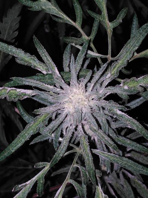 Mazar Afghani#1 - Libanaise Sinaï. Week 12