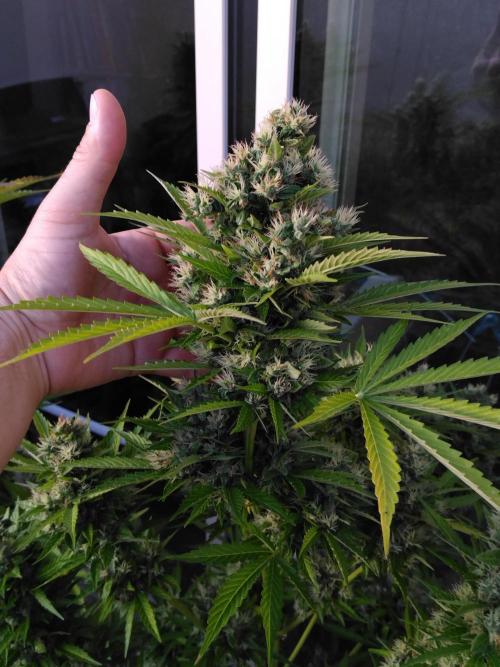 Mazar Afghani#1 - Libanaise Sinaï. Week 12 - Grosse tête principale d'Afghani#1 auto, sensiseed 