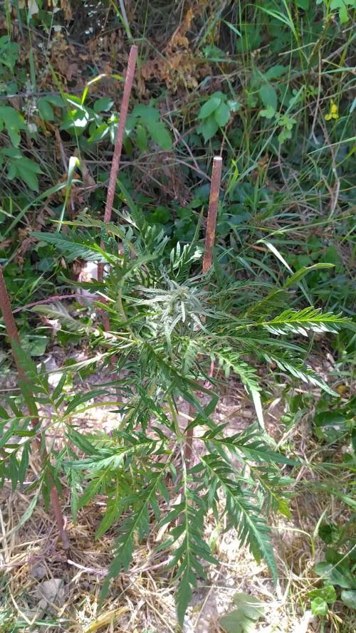 Frosty’s Auto Freak / Nigerian sativa