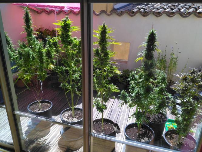 Mazar Afghani#1 - Libanaise Sinaï. Week 12