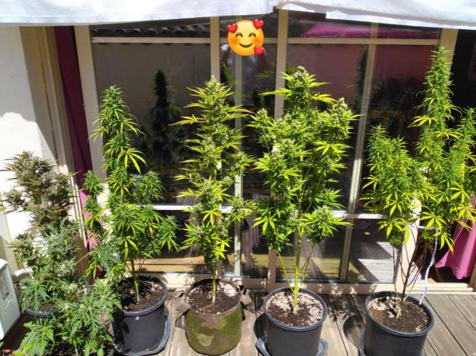 Mazar Afghani#1 - Libanaise Sinaï. Week 12