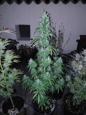 Comment by LandraceCBDLover photo #2