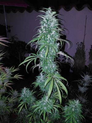 Comment by LandraceCBDLover photo #3