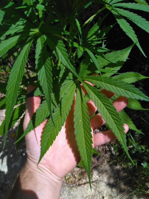 Frosty’s Auto Freak / Nigerian sativa. Week 10