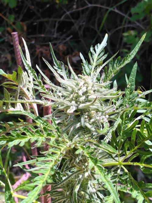 Frosty’s Auto Freak / Nigerian sativa. Week 10