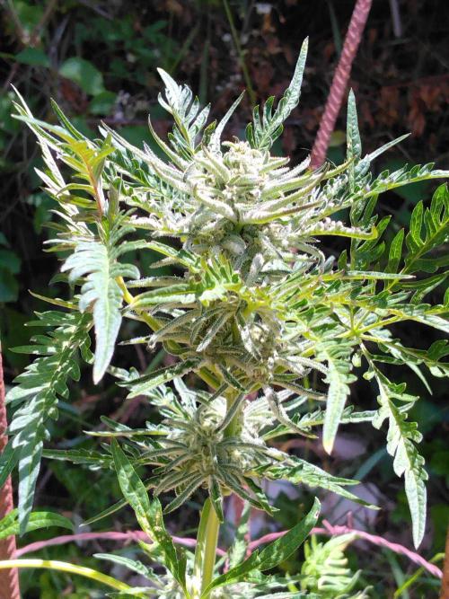 Frosty’s Auto Freak / Nigerian sativa. Week 10