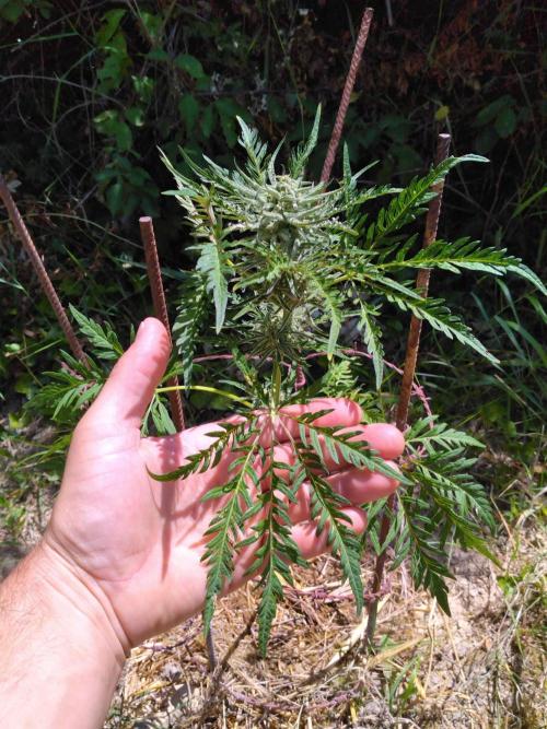 Frosty’s Auto Freak / Nigerian sativa. Week 10