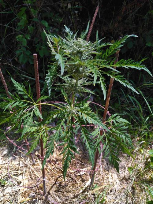 Frosty’s Auto Freak / Nigerian sativa. Week 10