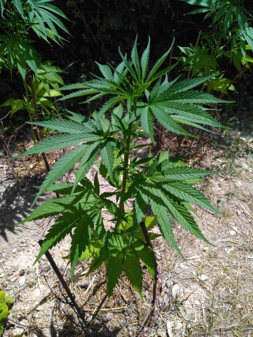 Frosty’s Auto Freak / Nigerian sativa. Week 10 - 3