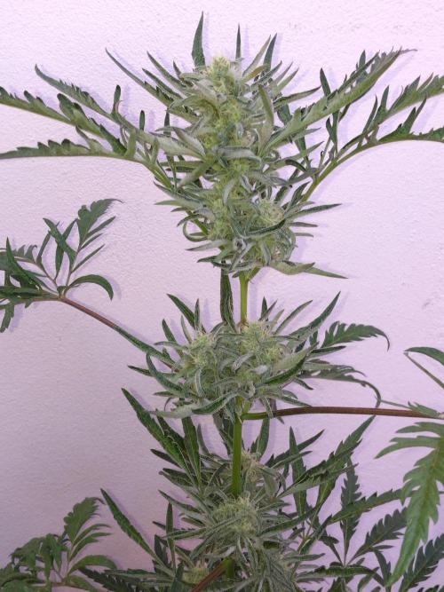 Frosty’s Auto Freak / Nigerian sativa. Week 10