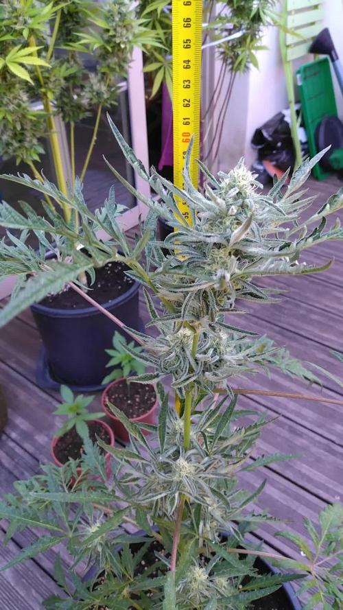 Frosty’s Auto Freak / Nigerian sativa