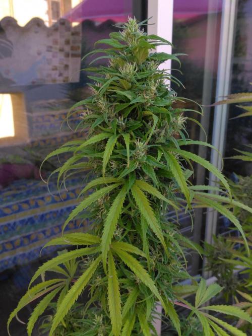 Mazar Afghani#1 - Libanaise Sinaï. Week 13 - Sinaï