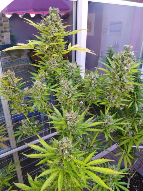 Mazar Afghani#1 - Libanaise Sinaï. Week 13 - Afghani#1