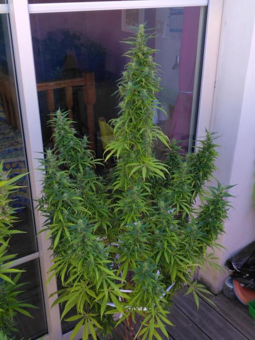 Mazar Afghani#1 - Libanaise Sinaï. Week 13 - Libanaise