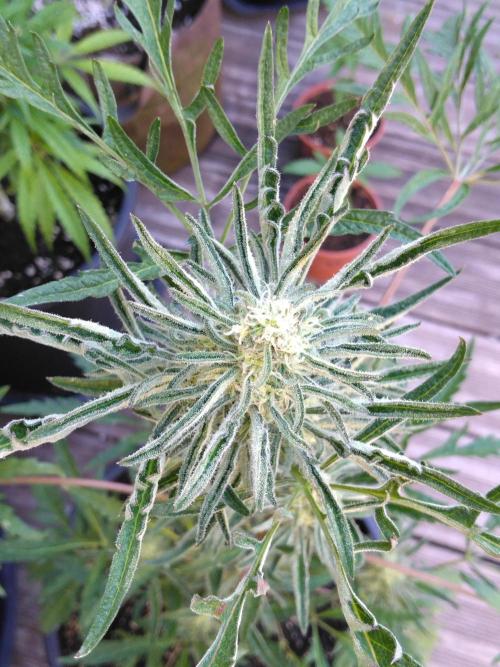 Mazar Afghani#1 - Libanaise Sinaï. Week 13