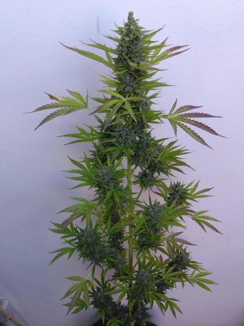 Mazar Afghani#1 - Libanaise Sinaï. Week 13 - Mazar 1