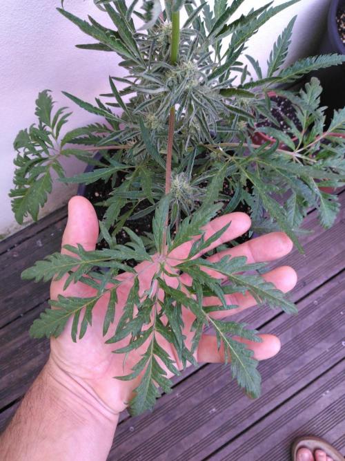 Mazar Afghani#1 - Libanaise Sinaï. Week 13
