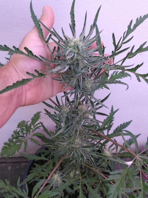 Mazar Afghani#1 - Libanaise Sinaï. Week 13