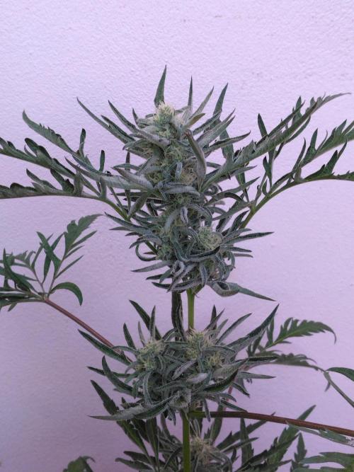 Mazar Afghani#1 - Libanaise Sinaï. Week 13