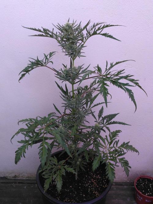 Mazar Afghani#1 - Libanaise Sinaï. Week 13 - Frosty's Auto Freack