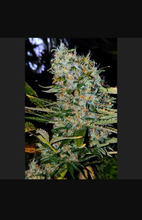 Afghann 90 DBL (Dwarf Broad-Leaflet). Week 0