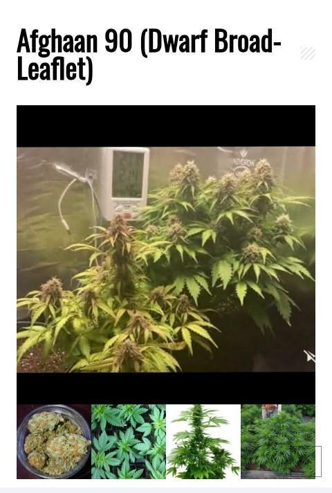 Afghann 90 DBL (Dwarf Broad-Leaflet). Week 0