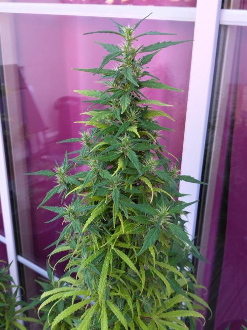 Mazar Afghani#1 - Libanaise Sinaï. Week 14