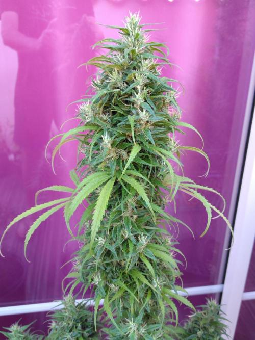 Mazar Afghani#1 - Libanaise Sinaï. Week 14
