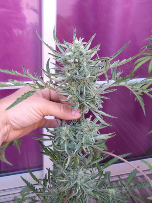 Mazar Afghani#1 - Libanaise Sinaï. Week 14