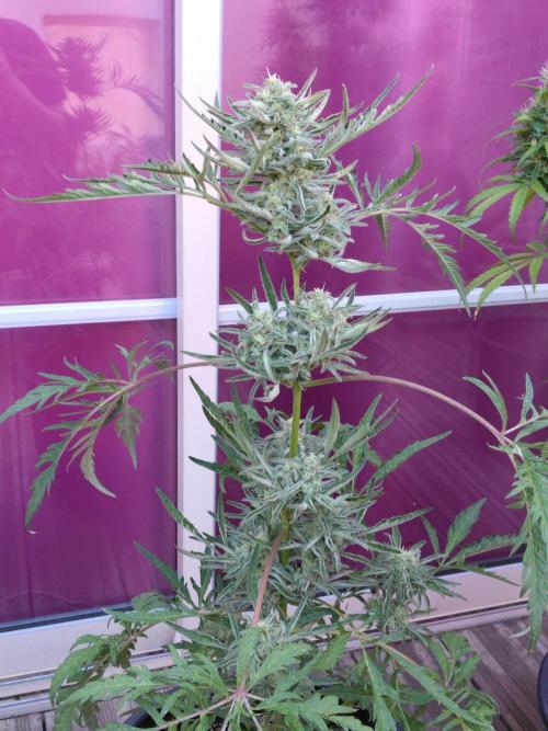 Mazar Afghani#1 - Libanaise Sinaï. Week 14