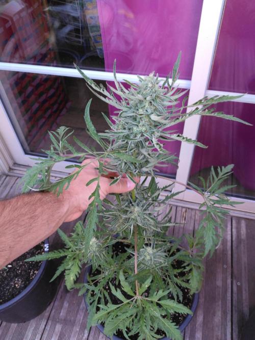 Mazar Afghani#1 - Libanaise Sinaï. Week 14