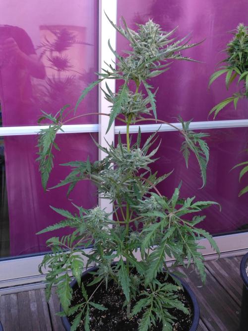 Mazar Afghani#1 - Libanaise Sinaï. Week 14