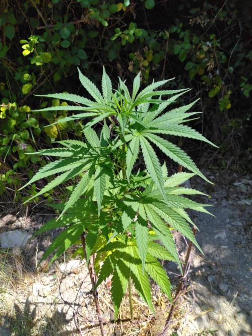 Frosty’s Auto Freak / Nigerian sativa. Week 11 - 3