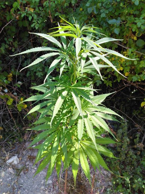 Frosty’s Auto Freak / Nigerian sativa. Week 11 - 1